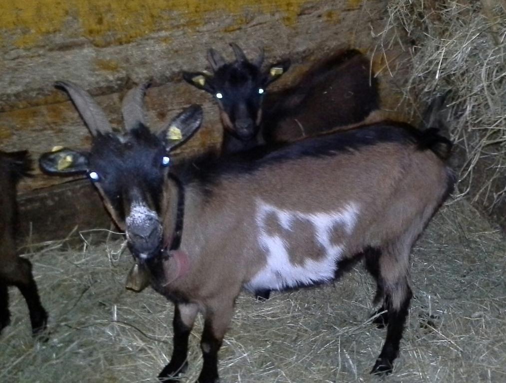 Apartmán Biobergbauernhof Brandenau Taxenbach Pokoj fotografie