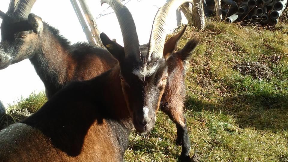 Apartmán Biobergbauernhof Brandenau Taxenbach Pokoj fotografie